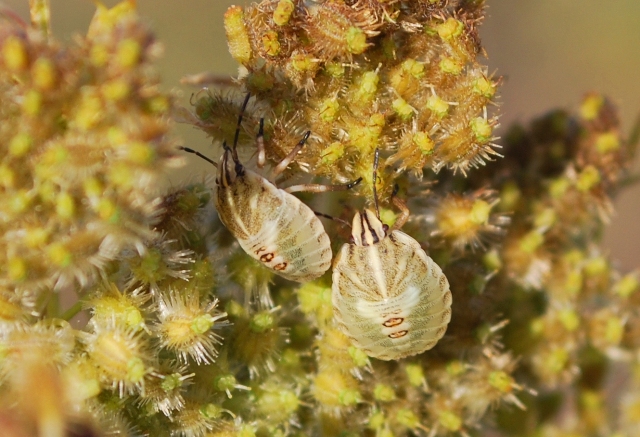 Graphosoma lineatum in sequenza